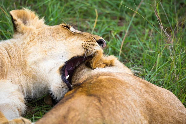 Due giovani leoni si coccolano e giocano tra loro — Foto Stock