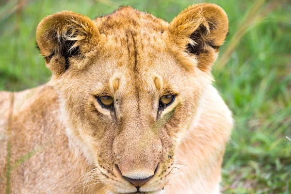 Un jeune lion en gros plan, le visage d'un lion presque endormi — Photo