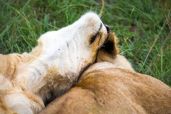 Two young lions cuddle and play with each other — Stock Photo, Image