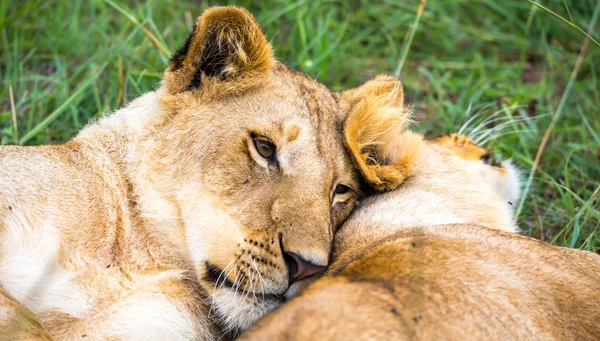 Dos jóvenes leones se abrazan y juegan entre sí — Foto de Stock