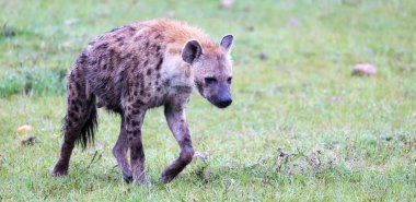 Yiyecek bulmak için savanada yürüyen bir sırtlan