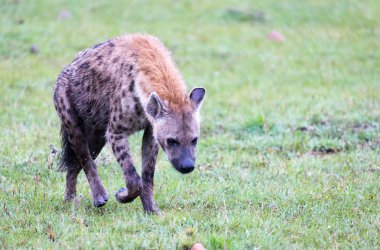 Yiyecek bulmak için savanada yürüyen bir sırtlan