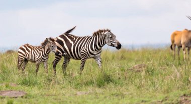 Bir Zebra ailesi diğer yakın savana da otlatıyor