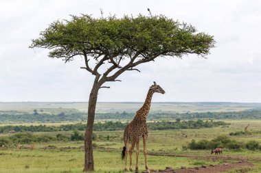 Bir Maasai zürafası bir ağacın altında duruyor.