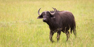 Büyük Bufalolar çimlerde duruyor lar ve savann'da otluyorlar.