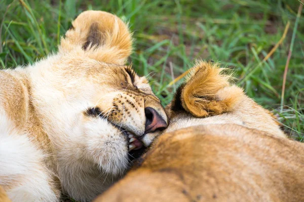 Twee jonge leeuwen knuffelen en spelen met elkaar — Stockfoto