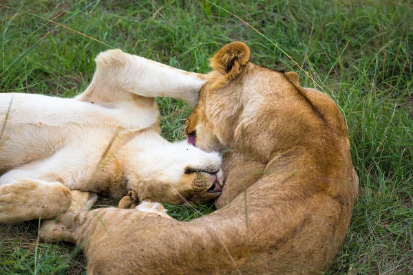 Due giovani leoni si coccolano e giocano tra loro — Foto Stock