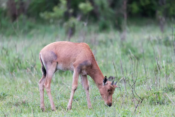 Topi Gazelle w kenijskiej sawanny pośród trawiastego krajobrazu — Zdjęcie stockowe