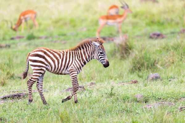 Uma família Zebra pastoreia na savana em estreita proximidade com outros — Fotografia de Stock