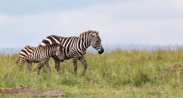 A Zebra family grazes in the savanna in close proximity to other — Stock Photo, Image