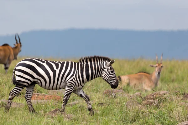 A Zebra family grazes in the savanna in close proximity to other — Stock Photo, Image