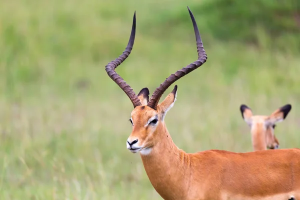 Mnoho antilopů Impala v travnaté krajině keňské — Stock fotografie