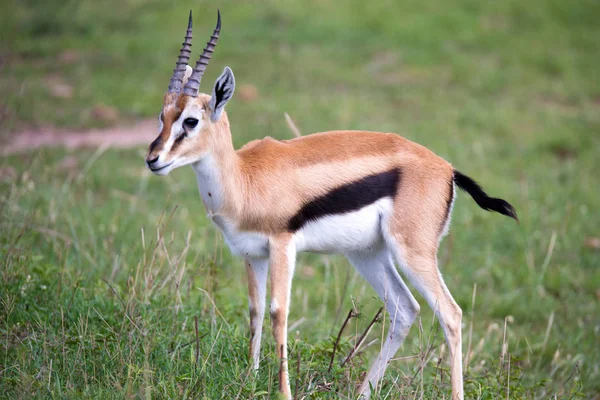 Thomson Gazelle nella savana keniota in mezzo a un paesaggio erboso — Foto Stock