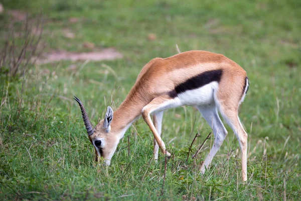 Thomson Gazelle na savana queniana em meio a uma paisagem gramada — Fotografia de Stock