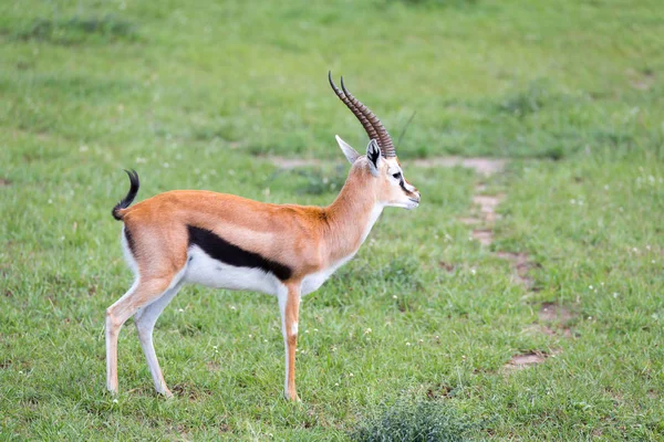 Thomson Gazelle en la sabana keniata en medio de un paisaje herboso —  Fotos de Stock