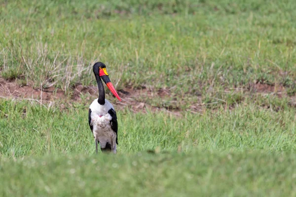 Una cigüeña con pico dorado rojo negro está de pie en la hierba —  Fotos de Stock