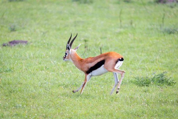 Thomson Gazelle nella savana keniota in mezzo a un paesaggio erboso — Foto Stock