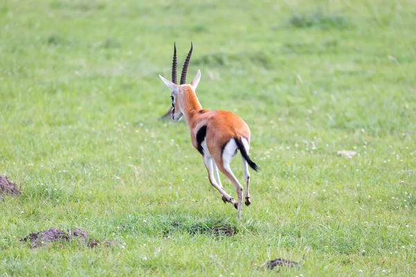 Thomson Gazelle in the Kenyan savannah amidst a grassy landscape — Stock Photo, Image