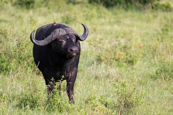Büyük Bufalolar çimlerde duruyor lar ve savann'da otluyorlar.