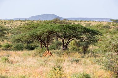 Kenya savanasının ortasında ki büyük ağaç