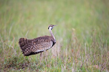 Yerli gri kuş çimenlerde duruyor ve bakıyor