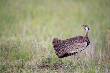 Yerli gri kuş çimenlerde duruyor ve bakıyor
