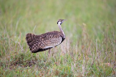 Yerli gri kuş çimenlerde duruyor ve bakıyor