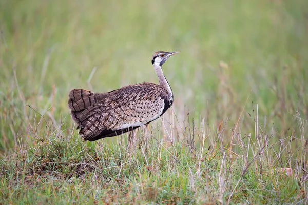 Yerli gri kuş çimenlerde duruyor ve bakıyor
