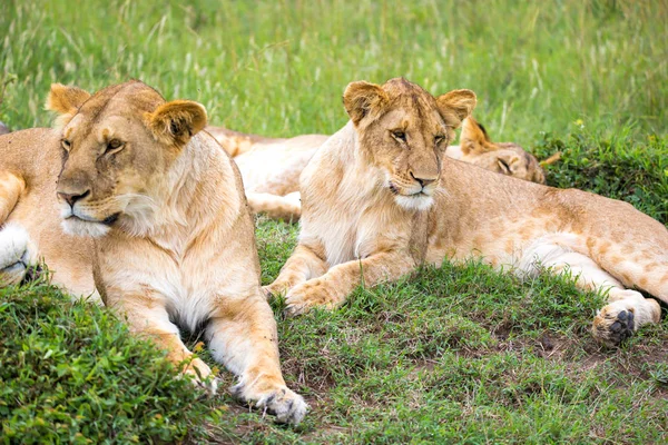 Familia León en la sabana de Kenia — Foto de Stock