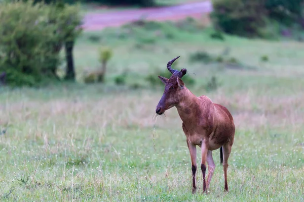 Topi antilopes sont debout dans l'herbe haute entre différents — Photo