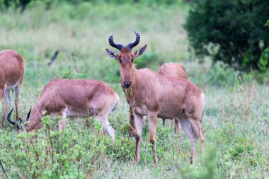 Topi antiloplar farklı arasında uzun boylu çim duruyor 