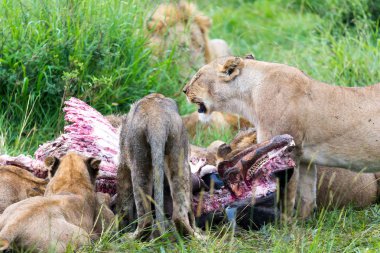 Aslan ailesi uzun otların arasında bufalo yiyor.