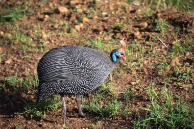 Kenya savanasında benekli tüyleri olan yerli kuşlar