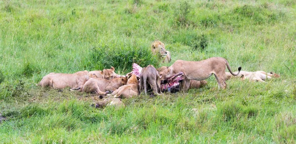Una familia de leones se está comiendo un búfalo entre hierba alta — Foto de Stock