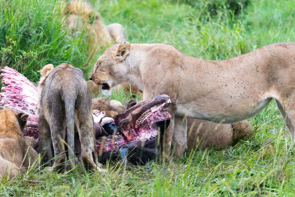 Aslan ailesi uzun otların arasında bufalo yiyor.