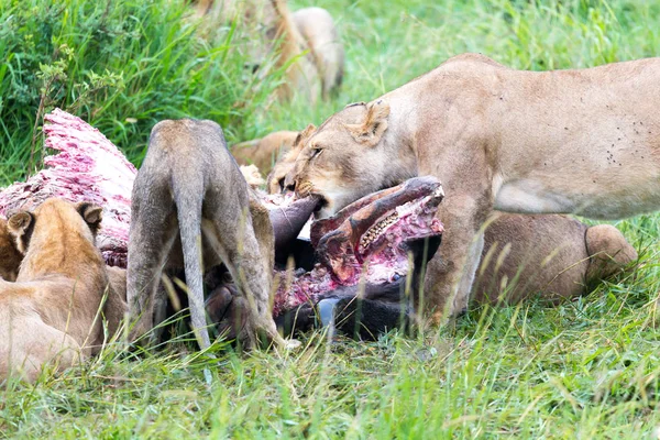 A lion family is eating a buffalo between tall grass