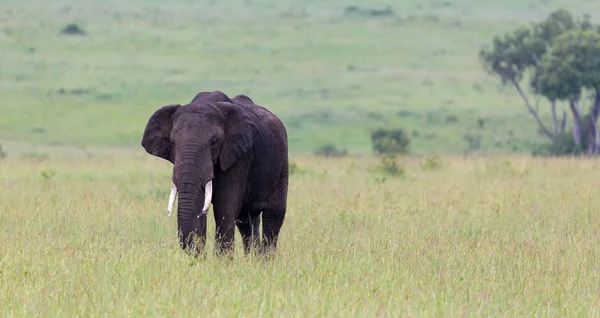 Un gran elefante está de pie en la hierba en un par nacional keniano — Foto de Stock