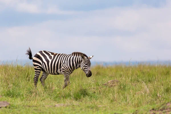 A zebra is browsing on a meadow in the grass landscape — Stock Photo, Image