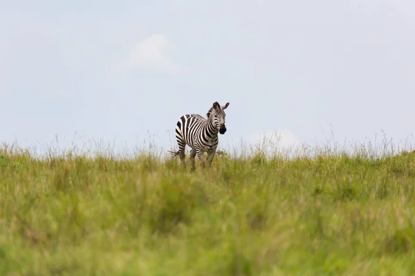 A zebra is browsing on a meadow in the grass landscape — Stock Photo, Image