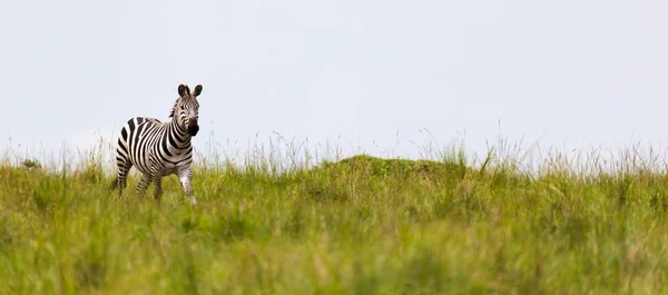 A zebra is browsing on a meadow in the grass landscape — Stock Photo, Image