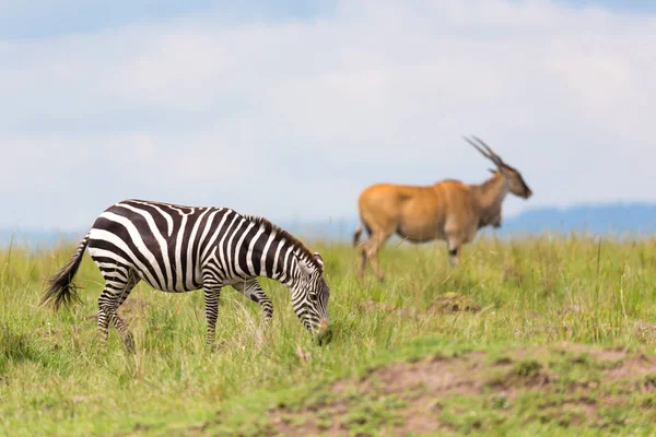 A zebra is browsing on a meadow in the grass landscape — Stock Photo, Image