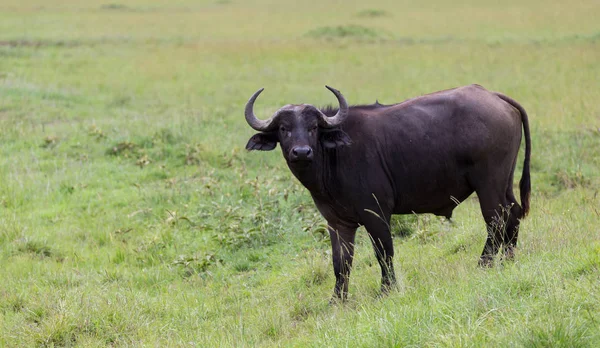 Un búfalo está de pie en el medio de la pradera en la hierba l — Foto de Stock