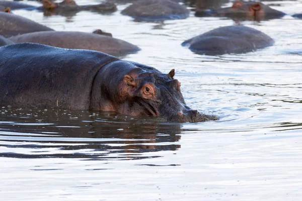 Гіпопотама сидить у воді озера — стокове фото