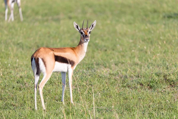 Thomson gazelles in the middle of a fassy lands in the Keny — стоковое фото