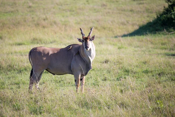 Eland, o maior antílope, em um prado na savana queniana — Fotografia de Stock