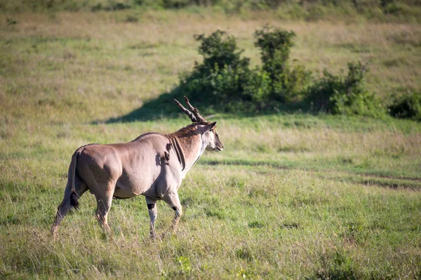 Eland, a legnagyobb Antelope, egy rét a kenyai szavanna — Stock Fotó