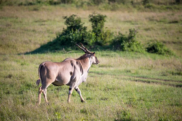伊兰，最大的羚羊，在肯尼亚大草原的草地上 — 图库照片