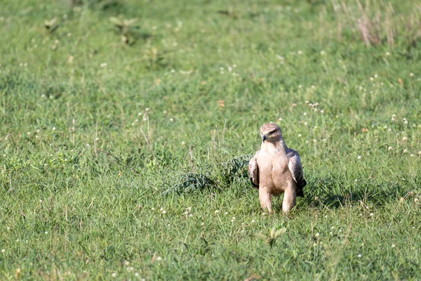 Uma águia no meio do prado num prado — Fotografia de Stock