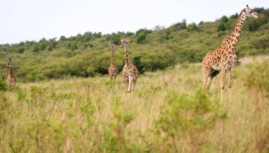 Bir çayırüzerinde Kenya savanasında Masai zürafa