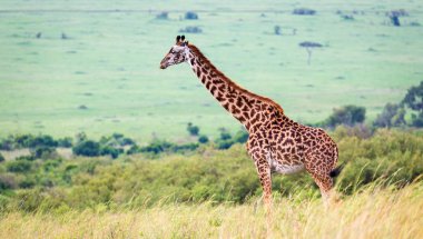 Bir çayırüzerinde Kenya savanasında Masai zürafa